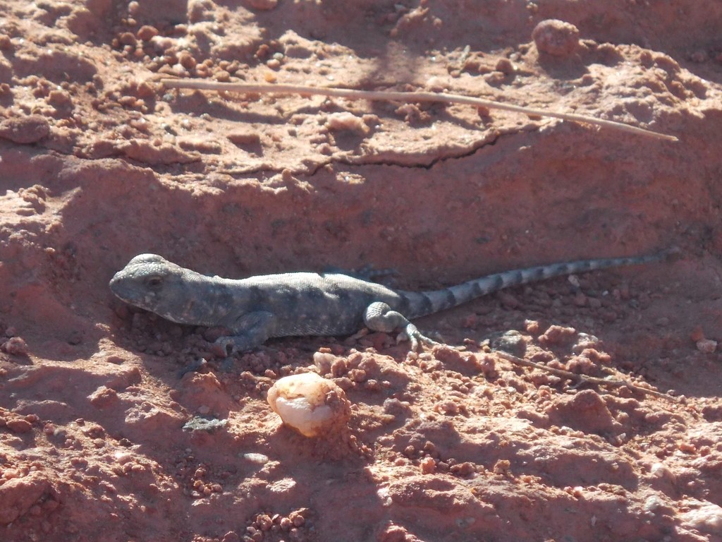 La Rioja Smooth-Throated Lizard