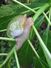 Parthena acutangula