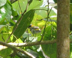 Spindalis portoricensis