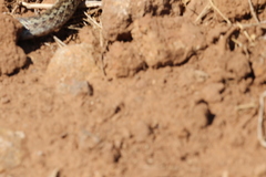 Pituophis catenifer pumilus