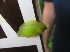 Gaeotis nigrolineata