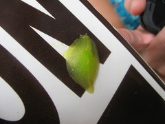 Gaeotis nigrolineata