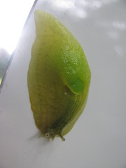 Gaeotis nigrolineata