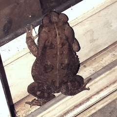 Rhinella diptycha