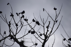 Enterolobium contortisiliquum