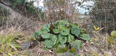 Farfugium japonicum