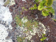 Kelleria lyallii