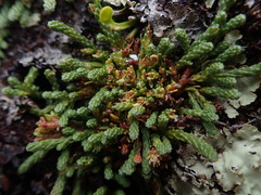 Kelleria lyallii