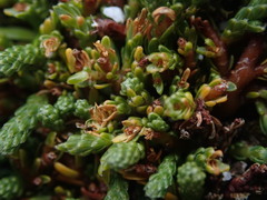 Kelleria lyallii