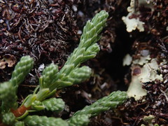 Kelleria lyallii