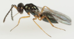 Epiclerus