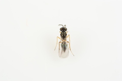 Epiclerus