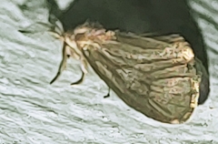 Cryptothelea gloverii