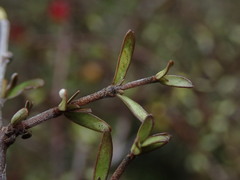 Coprosma decurva