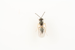 Epiclerus