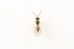 Epiclerus