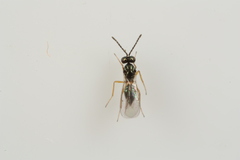 Epiclerus