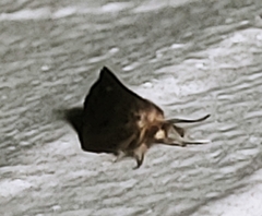 Cryptothelea gloverii