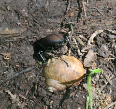 Carabus schoenherri