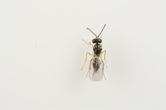 Epiclerus