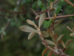 Olearia laxiflora