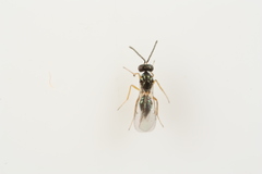Epiclerus