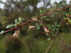 Olearia laxiflora