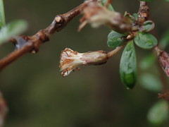 Olearia laxiflora