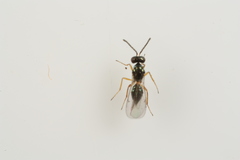 Epiclerus