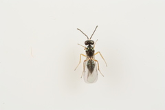 Epiclerus