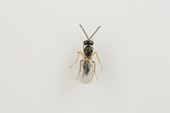 Epiclerus