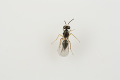 Epiclerus
