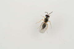 Epiclerus