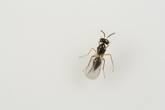 Epiclerus