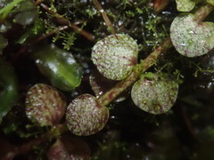 Gratiola concinna