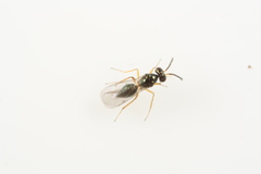 Epiclerus