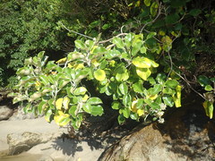 Brachyglottis rotundifolia rotundifolia