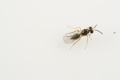 Epiclerus