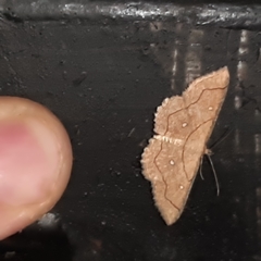 Cyclophora coecaria