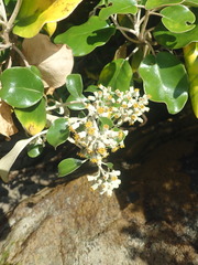 Brachyglottis rotundifolia rotundifolia