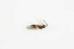 Epiclerus