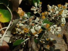 Brachyglottis rotundifolia rotundifolia