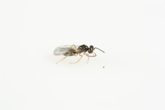 Epiclerus