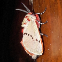 Trosia nigropunctigera