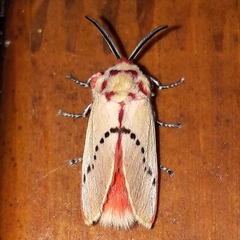 Trosia nigropunctigera