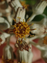 Brachyglottis rotundifolia rotundifolia
