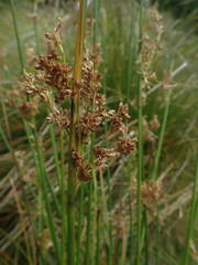 Juncus procerus