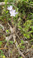 Thelymitra alcockiae