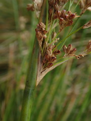 Juncus procerus