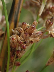 Juncus procerus